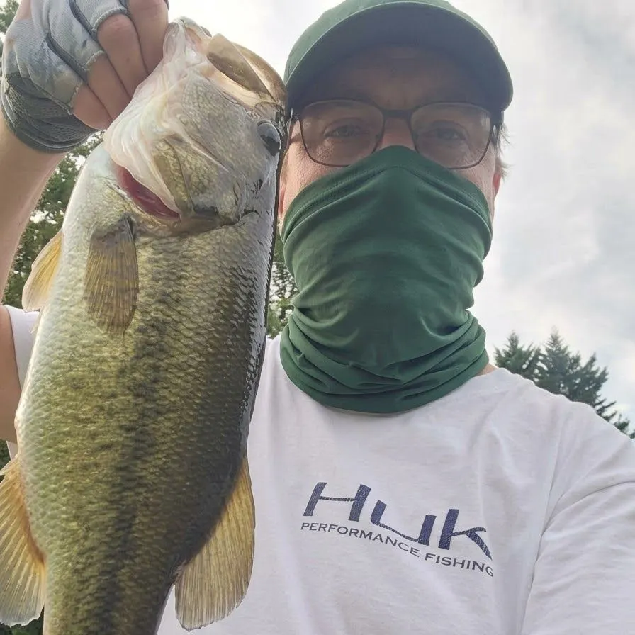 Largemouth bass caught on Fishbrain