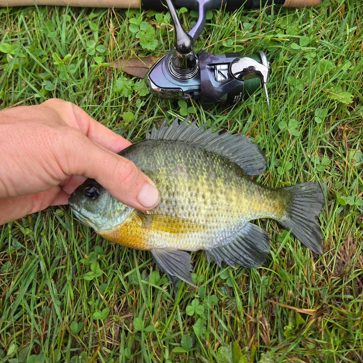 Bluegill caught on Fishbrain