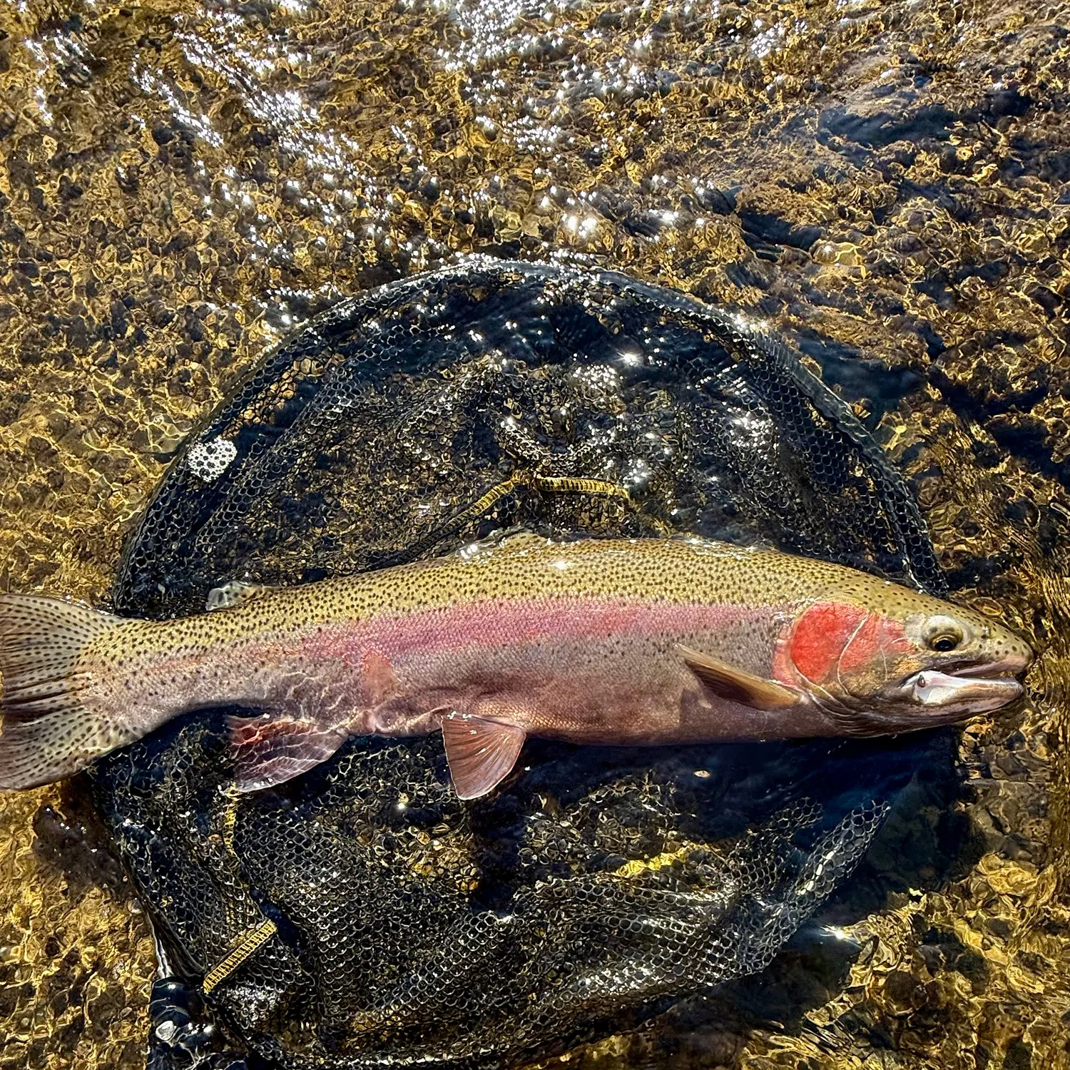 Steelhead caught on Fishbrain