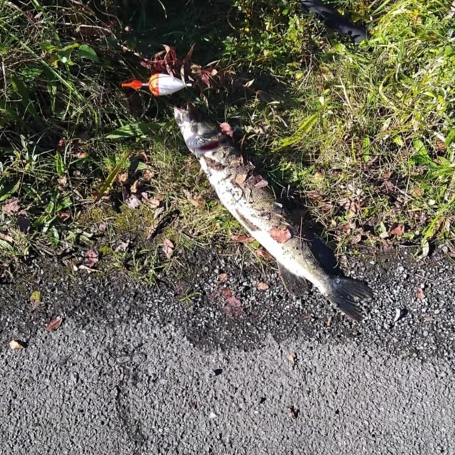Northern pike caught on Fishbrain