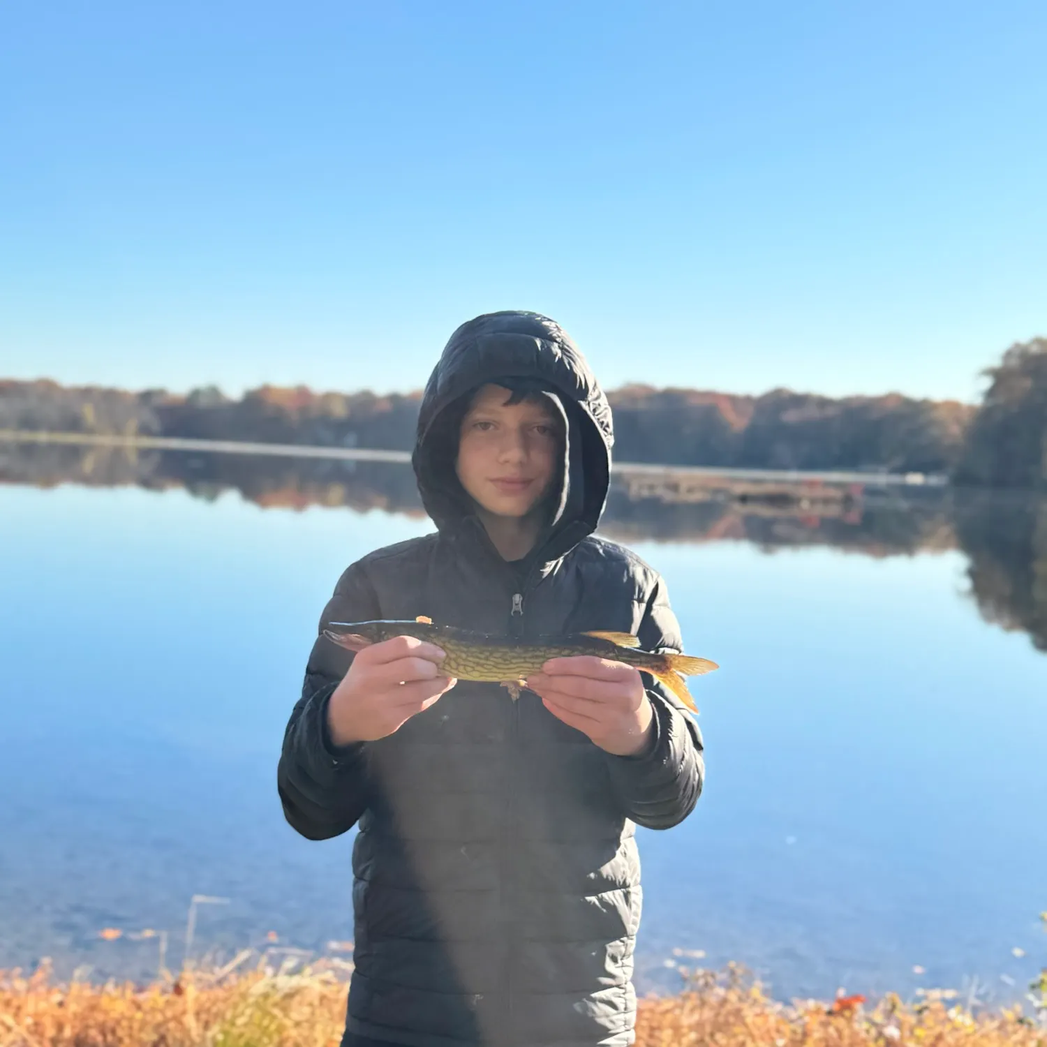 Chain pickerel caught on Fishbrain