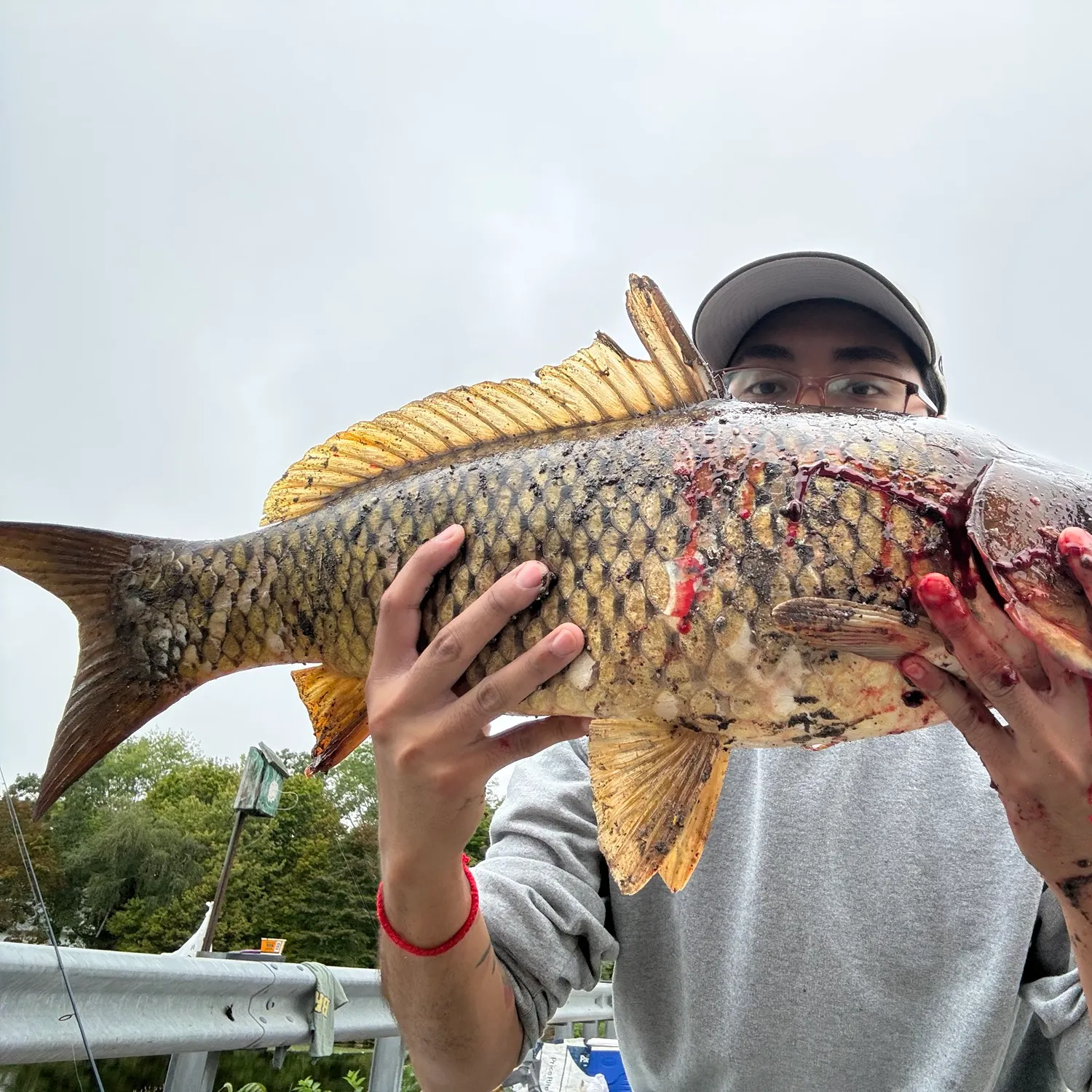 Chain pickerel caught on Fishbrain