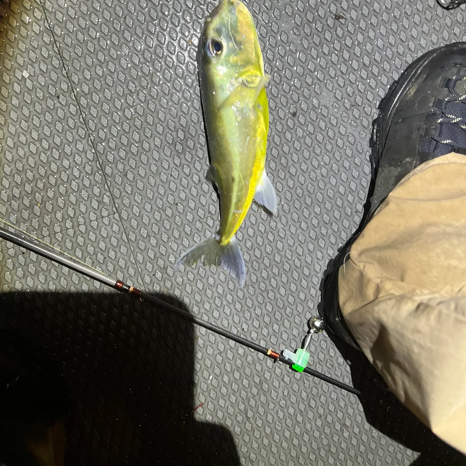 The most recent Half-smooth golden pufferfish catches on Fishbrain