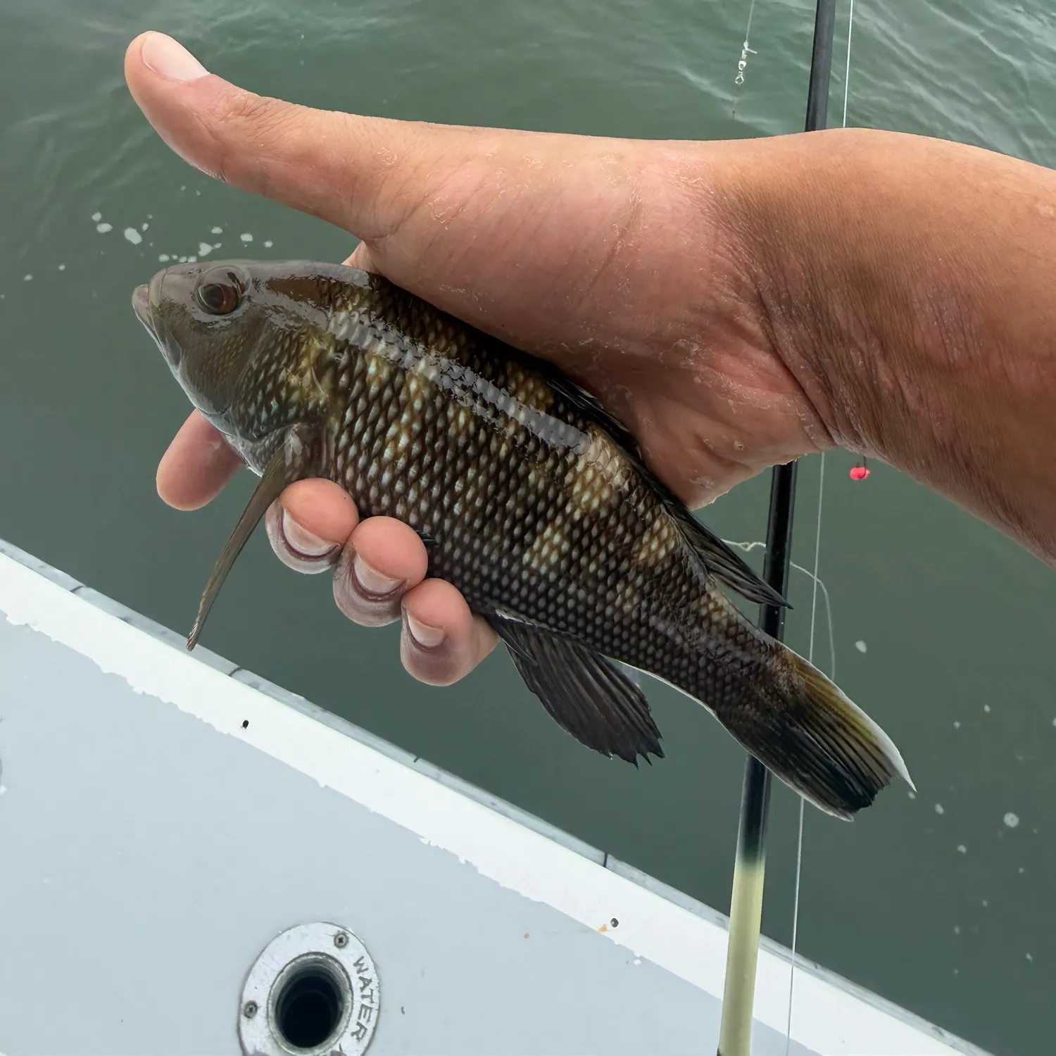 Black sea bass caught on Fishbrain