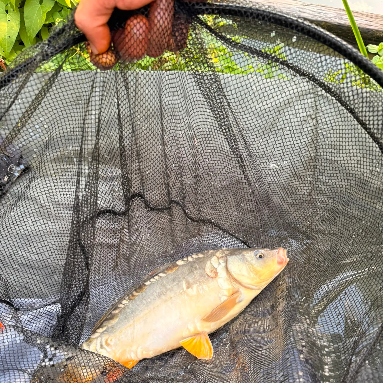 The most recent Mirror carp catches on Fishbrain