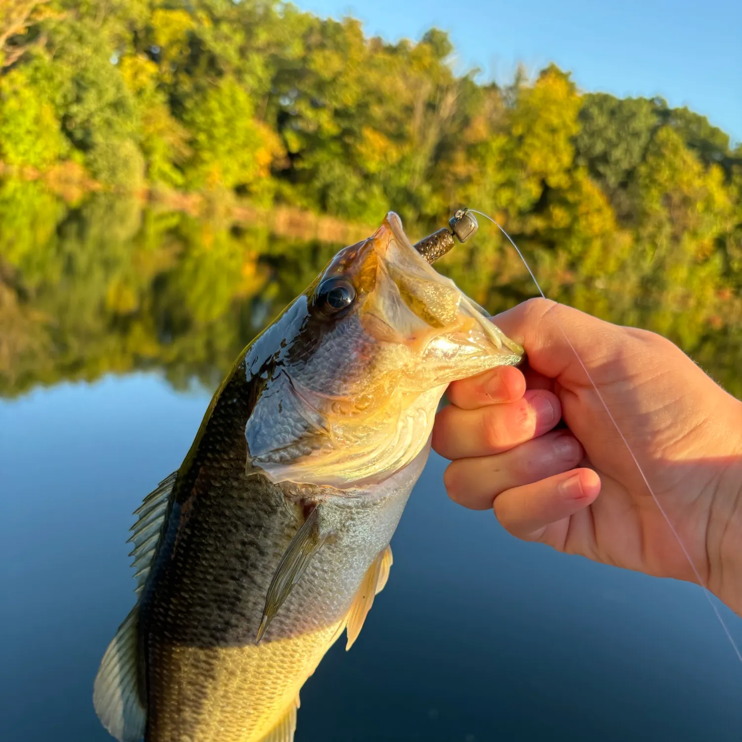 Largemouth bass caught on Fishbrain