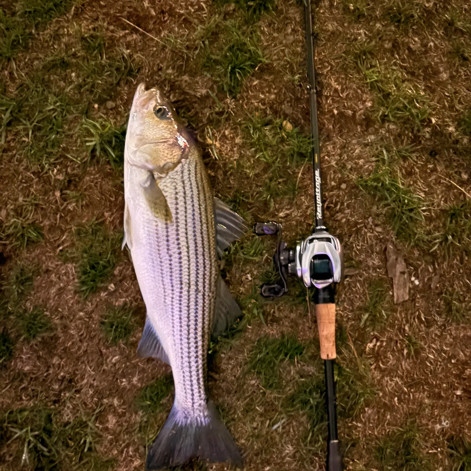 Striped bass caught on Fishbrain
