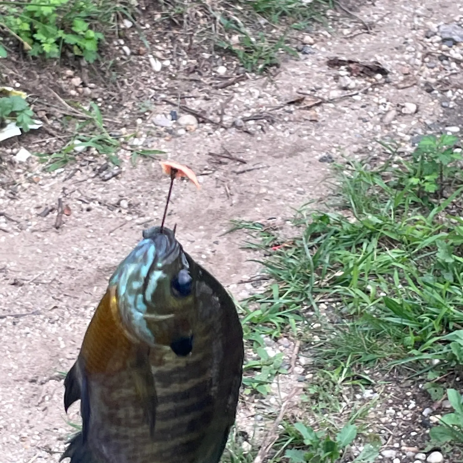 Bluegill caught on Fishbrain