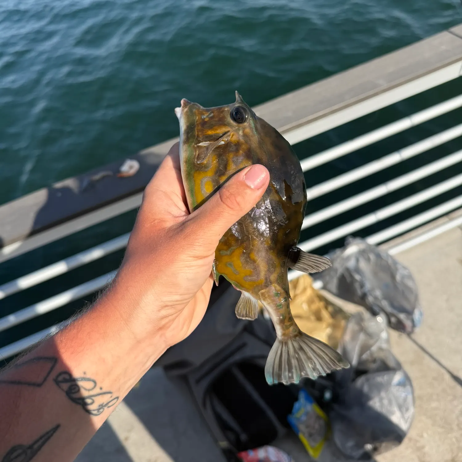 The most recent Scrawled cowfish catches on Fishbrain
