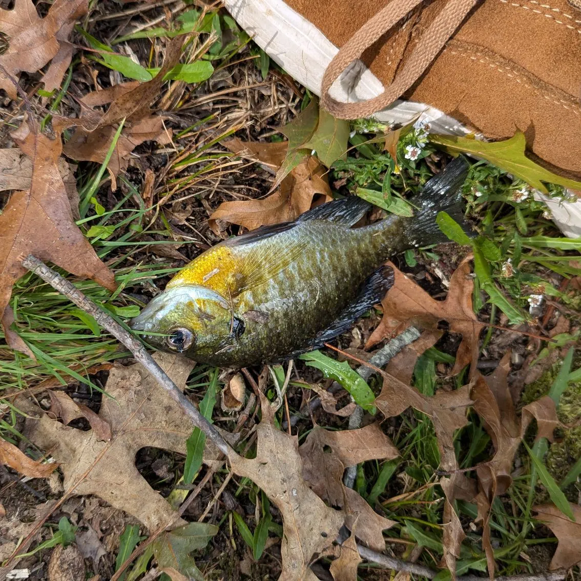 Bluegill caught on Fishbrain