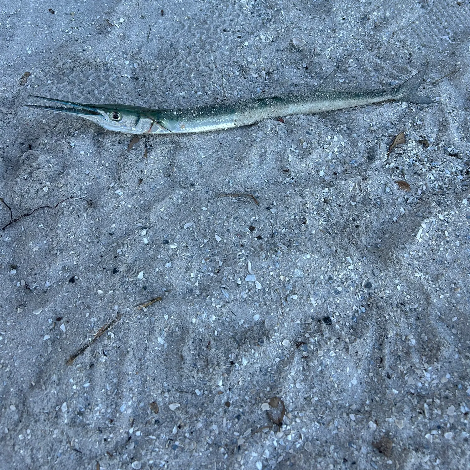 The most recent Flat needlefish catches on Fishbrain