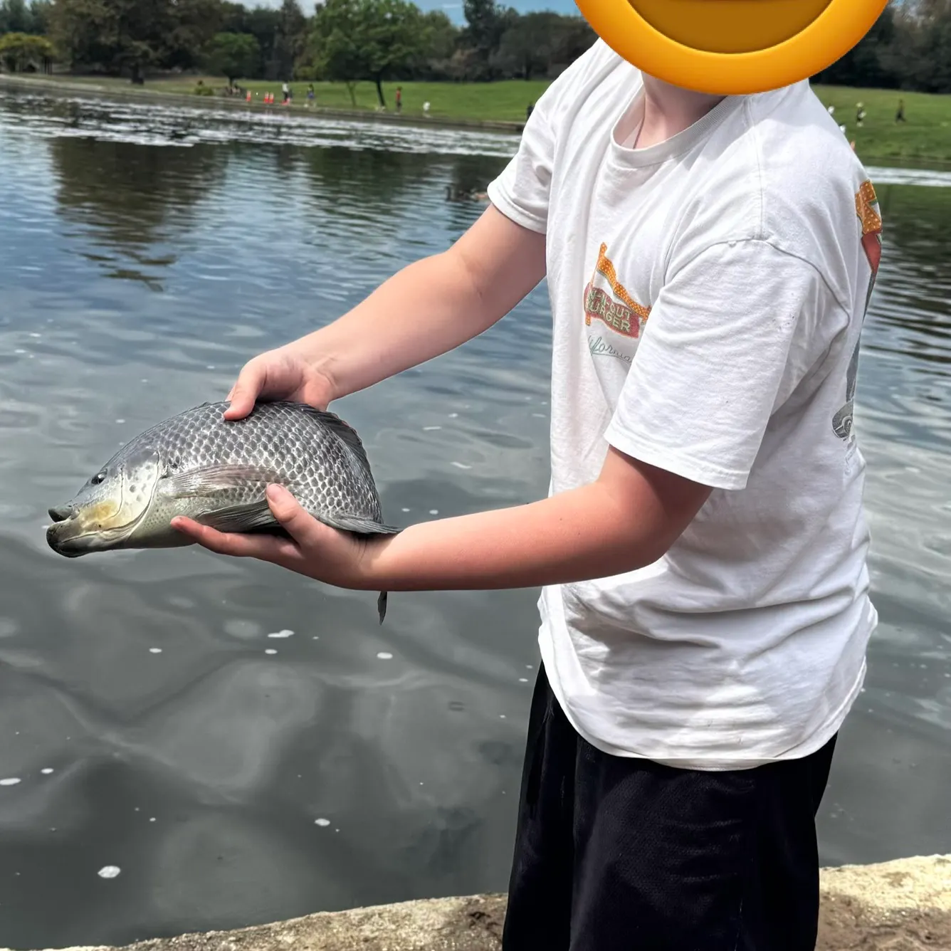 Blue tilapia caught on Fishbrain