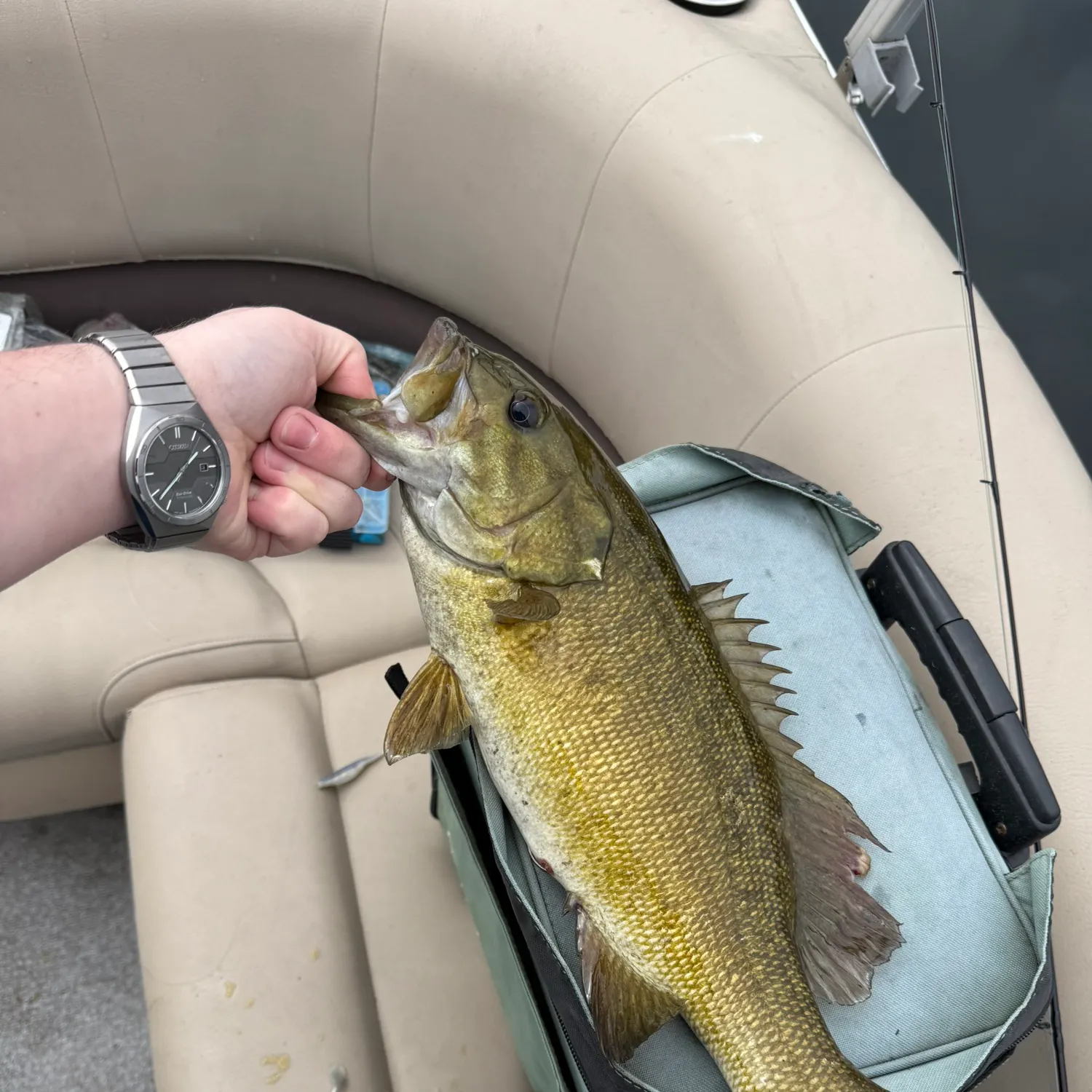 The most recent Smallmouth bass catches on Fishbrain