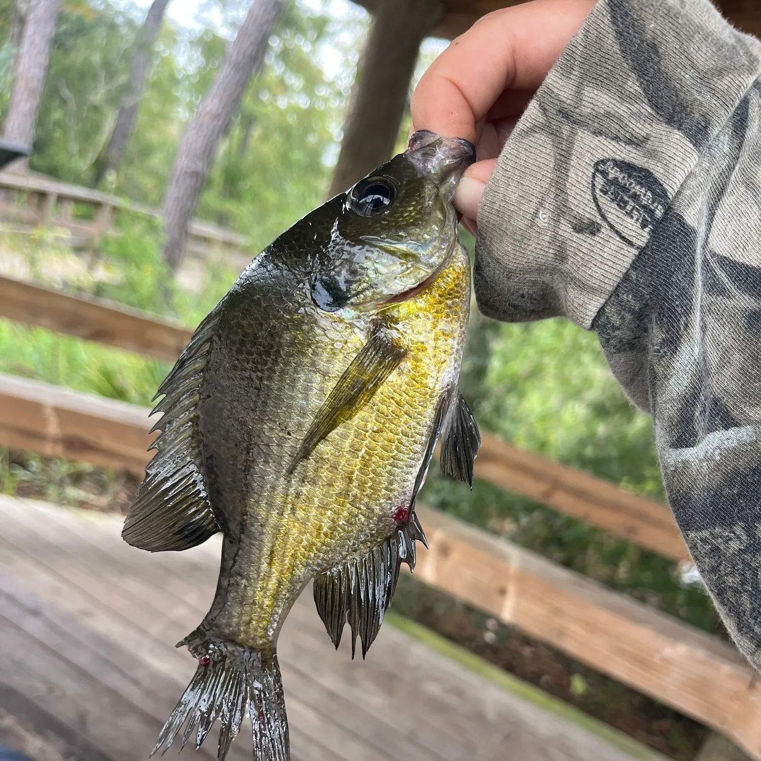 Bluegill caught on Fishbrain
