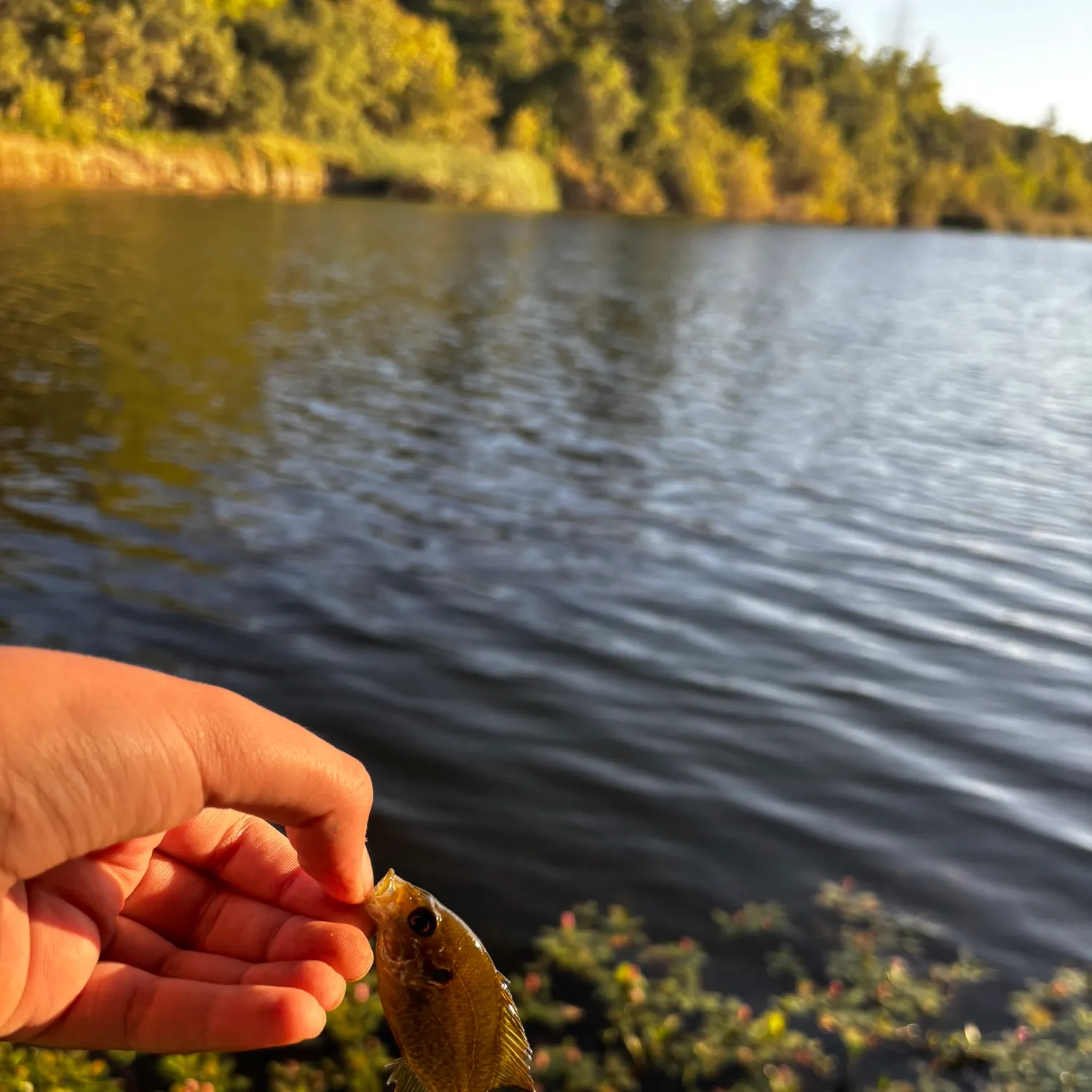 Bluegill caught on Fishbrain