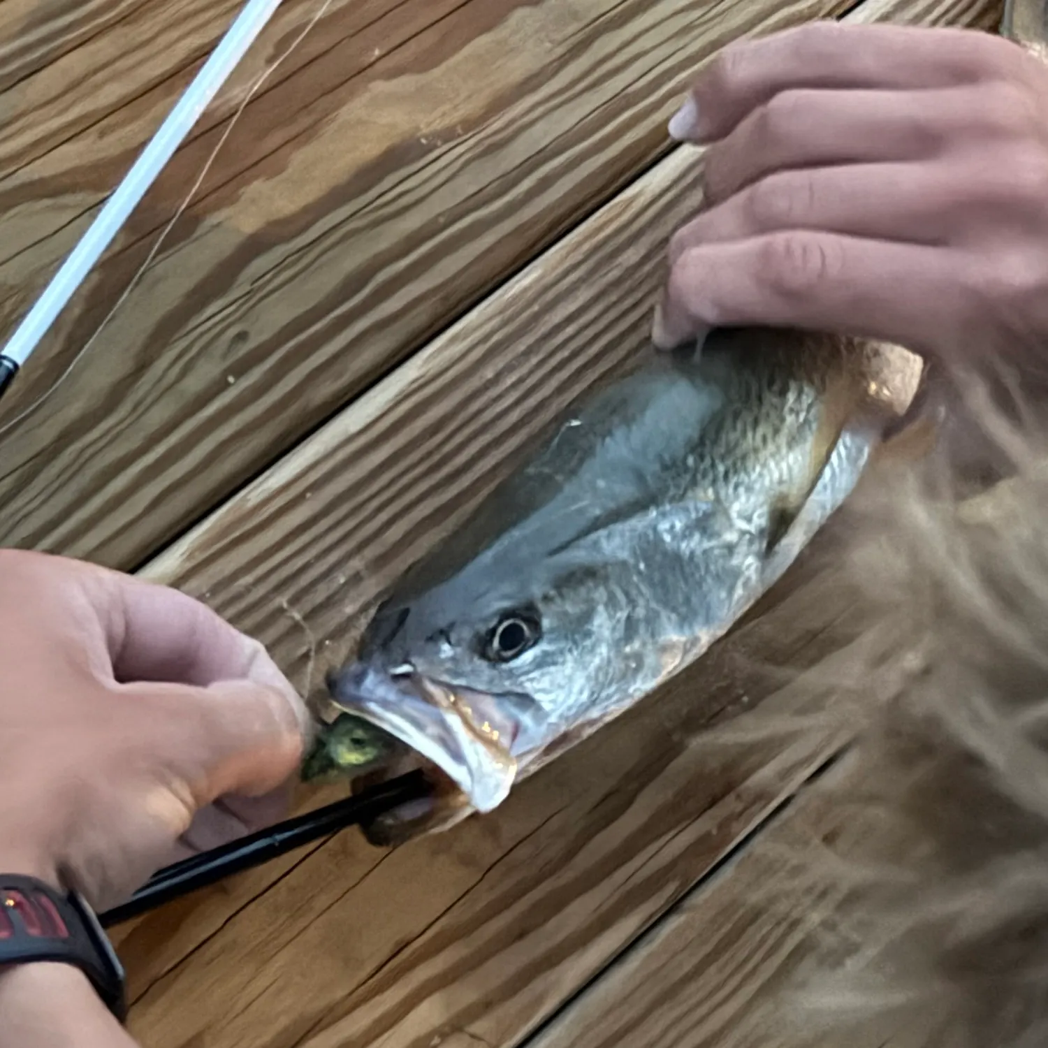 catch