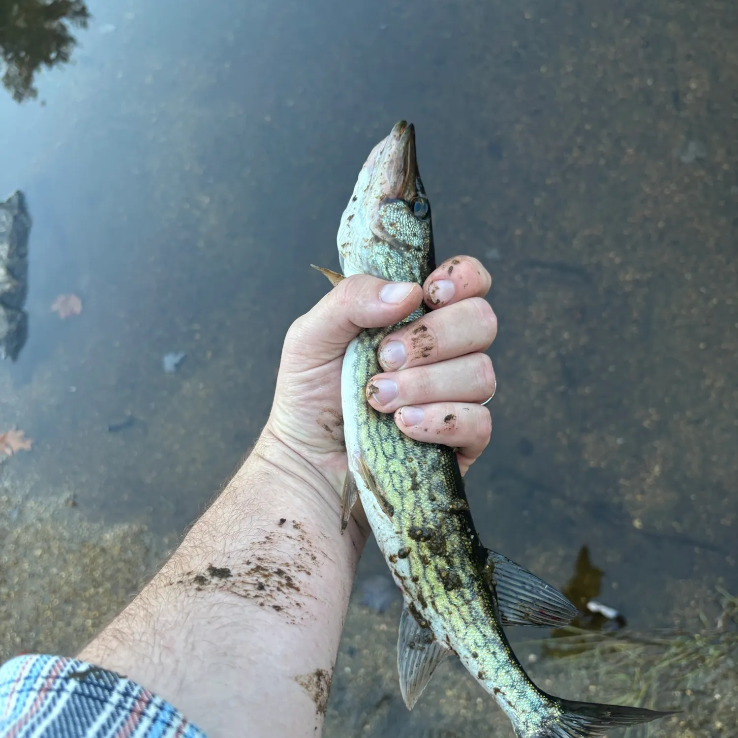 Chain pickerel caught on Fishbrain