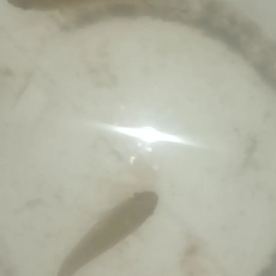 The most recent Tor mahseer catches on Fishbrain