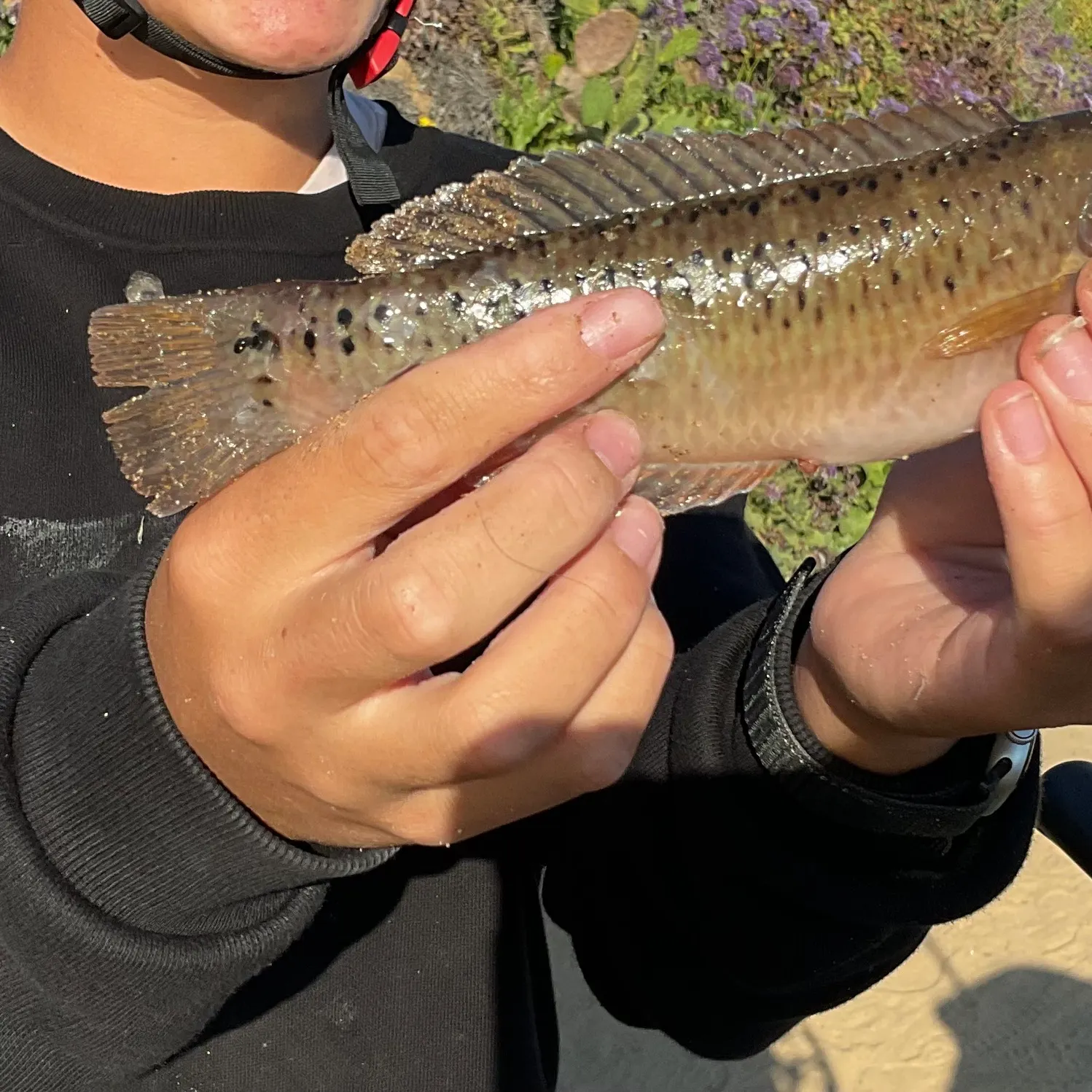 The most recent Rock wrasse catches on Fishbrain