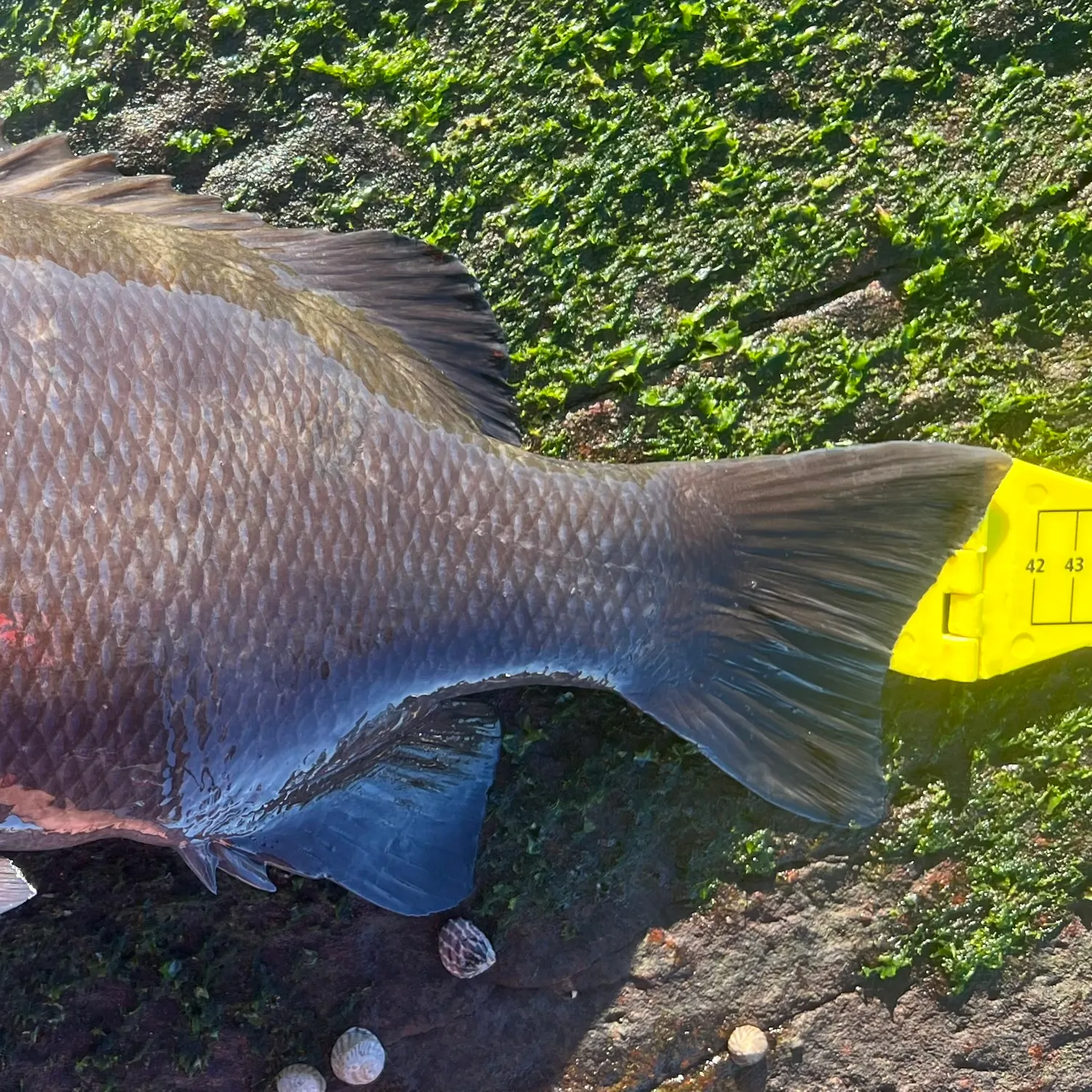 The most recent Black drummer catches on Fishbrain