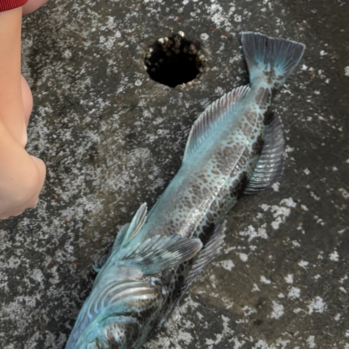 The most recent Lingcod catches on Fishbrain