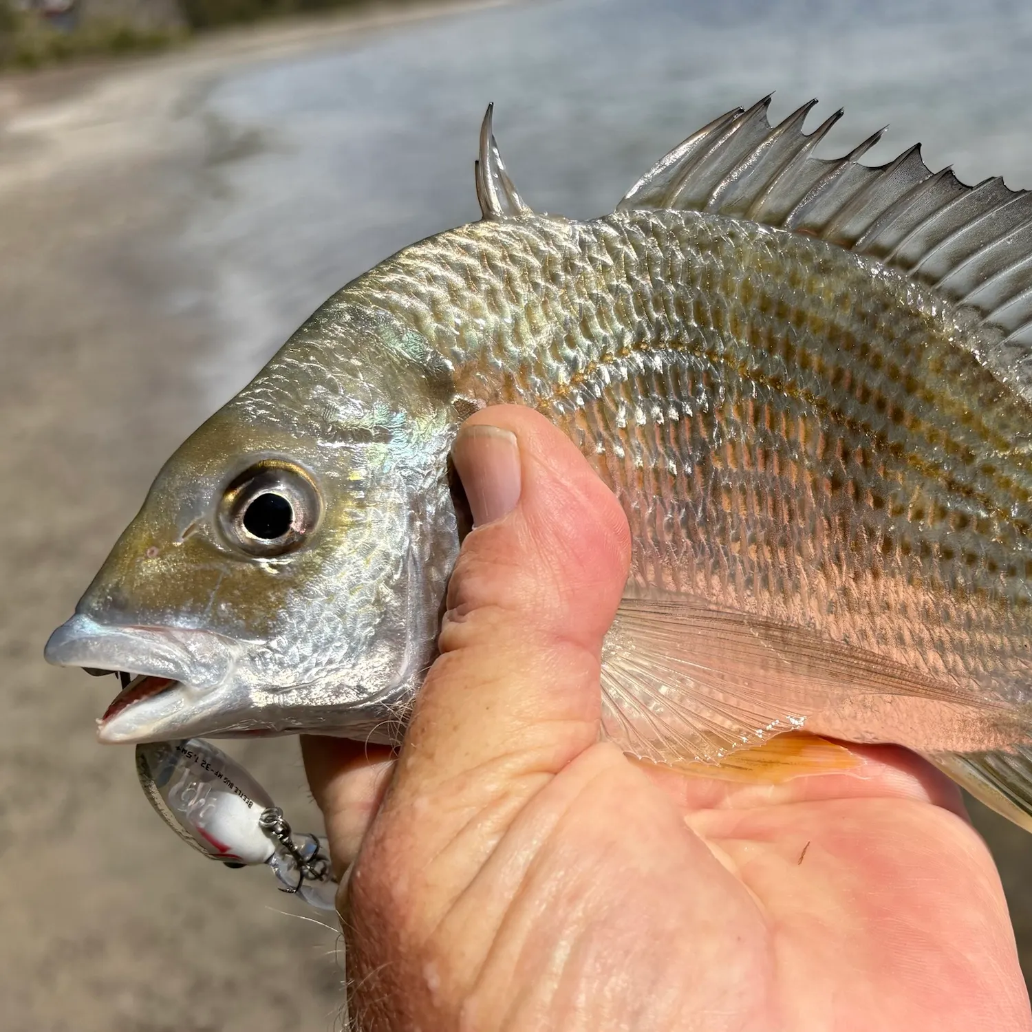 Surf bream caught on Fishbrain