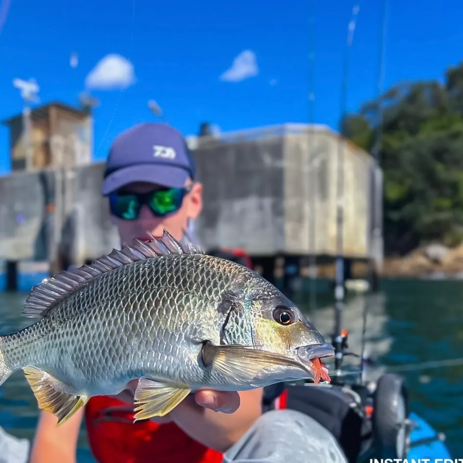 The most recent Surf bream catches on Fishbrain