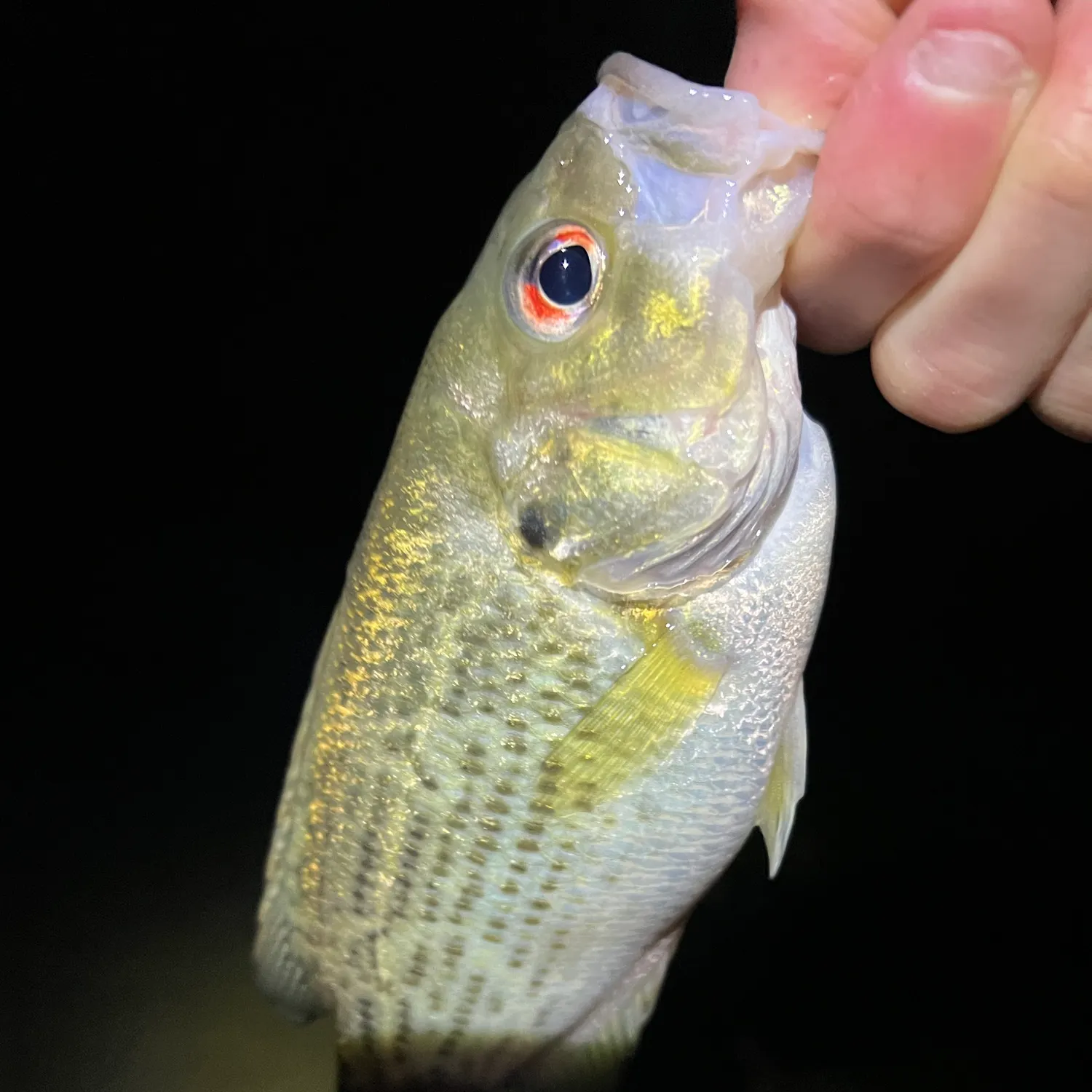 Rock bass caught on Fishbrain