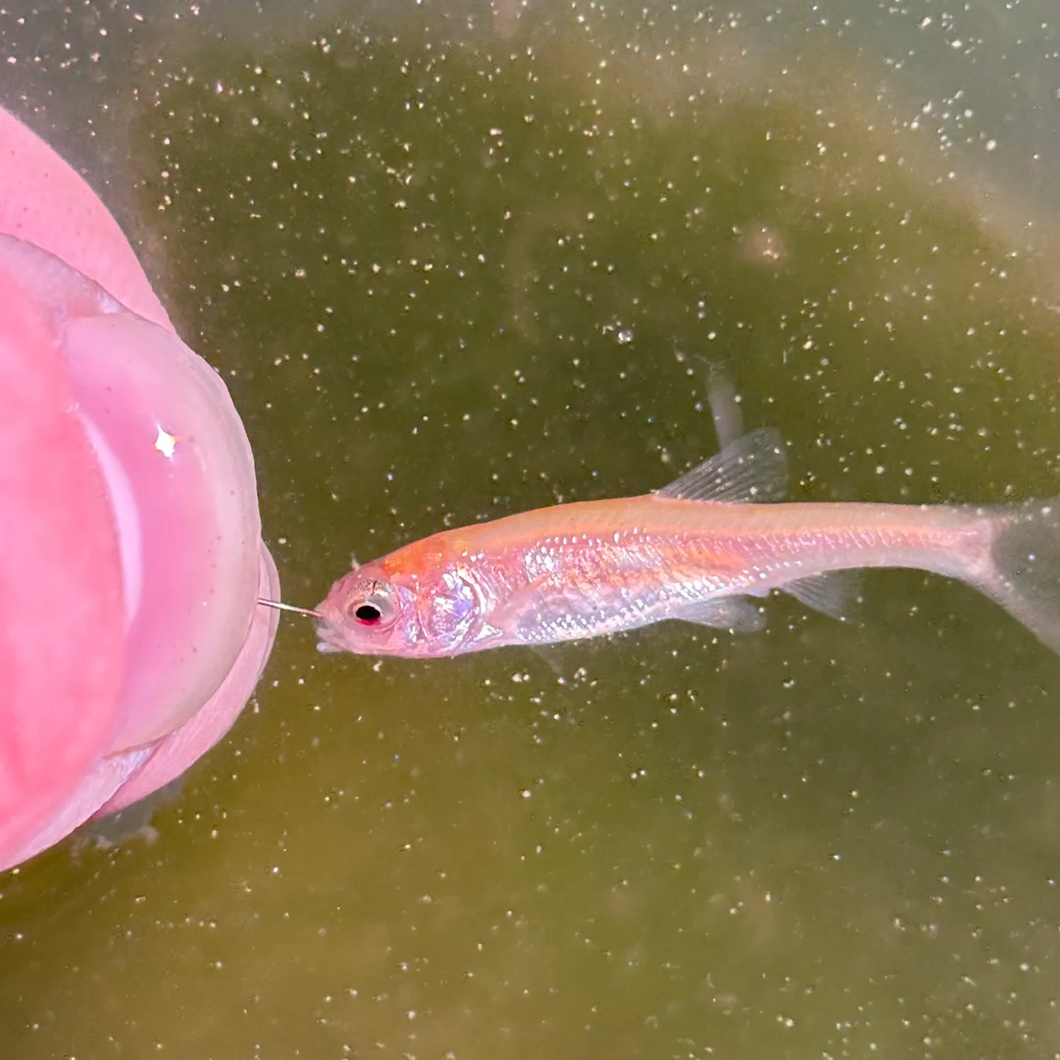 The most recent Fathead minnow catches on Fishbrain