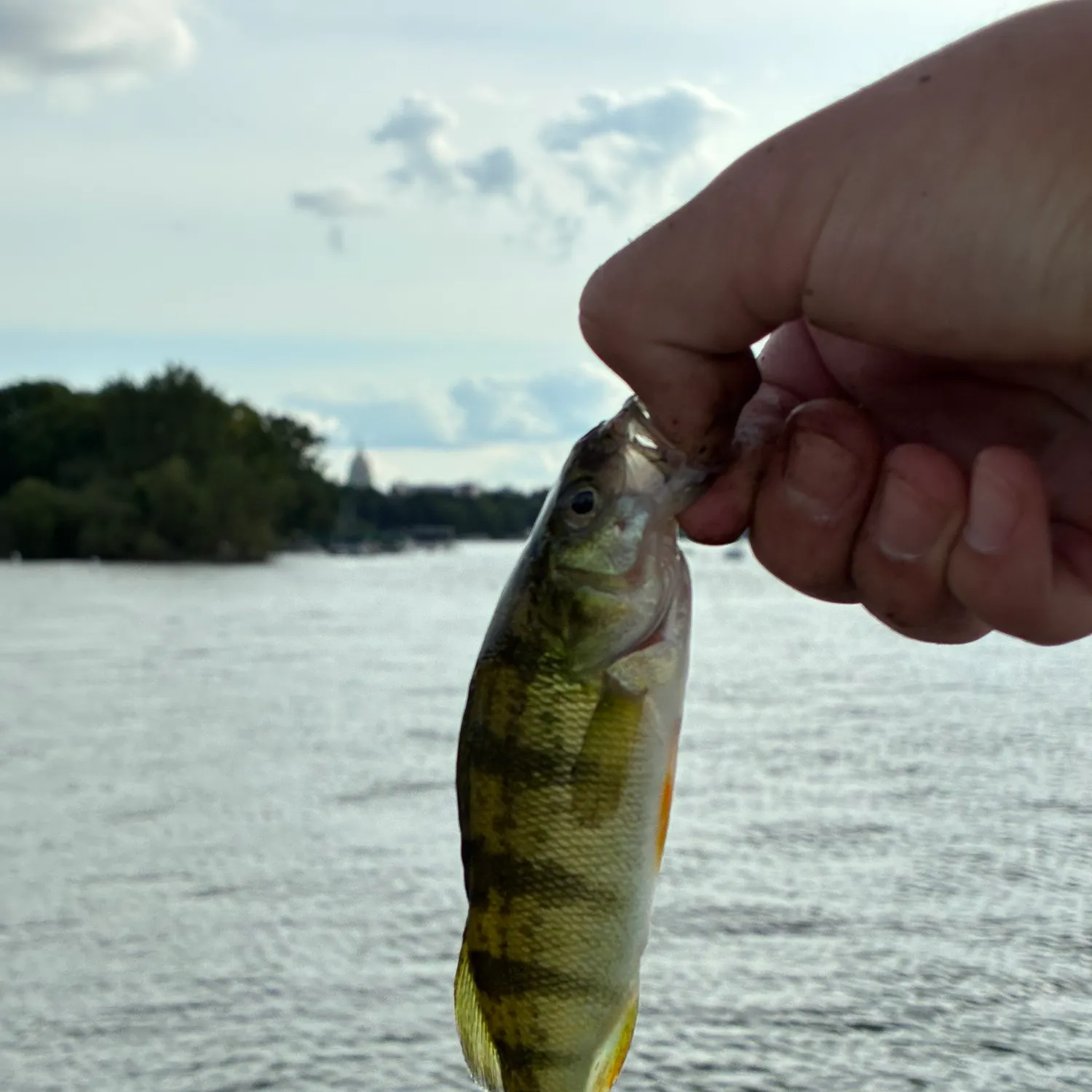 Yellow perch caught on Fishbrain