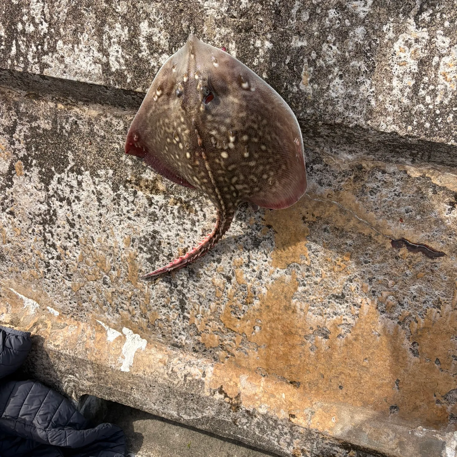 The most recent Thornback ray catches on Fishbrain