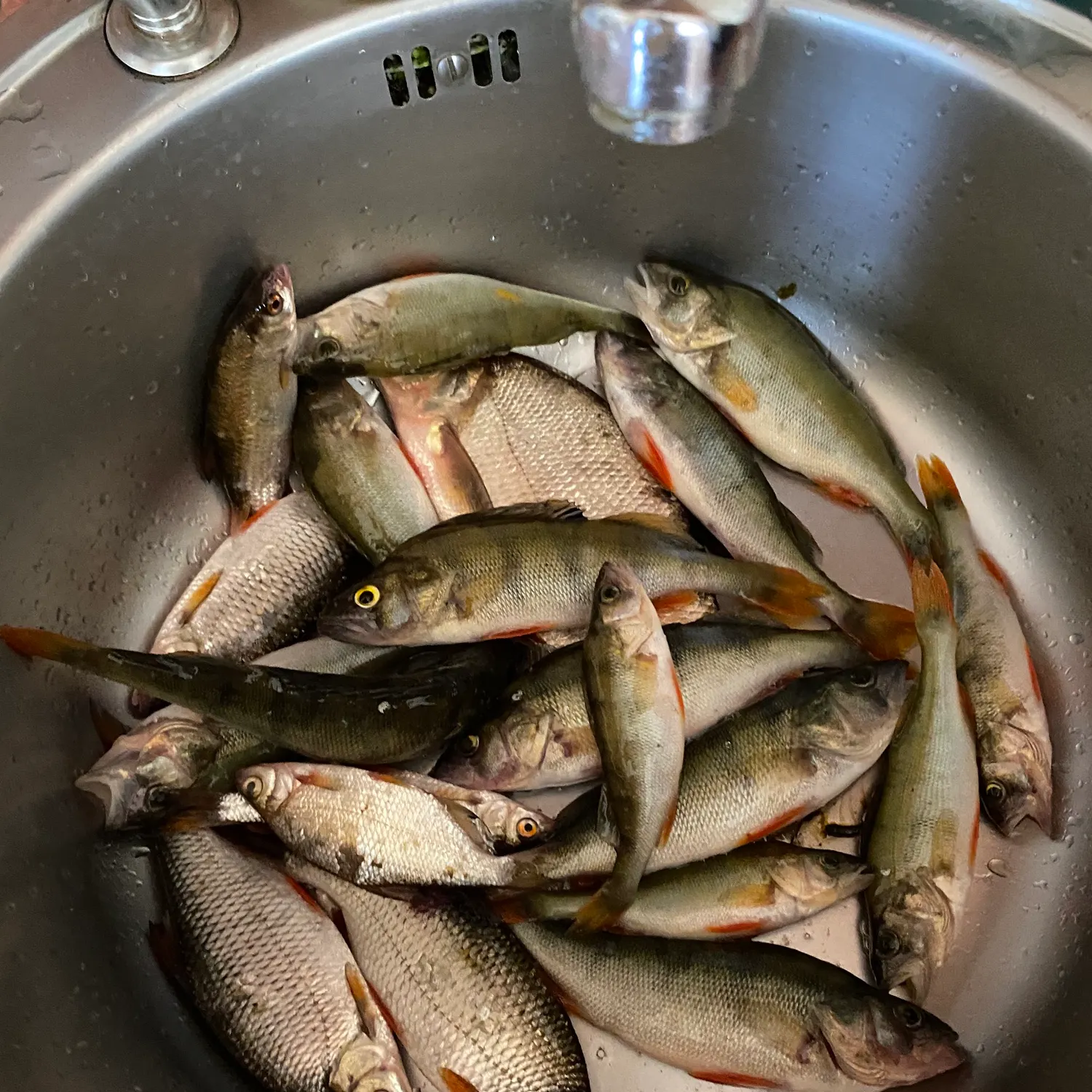 The most recent Ide catches on Fishbrain