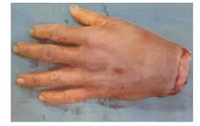 7 Inch Human hand