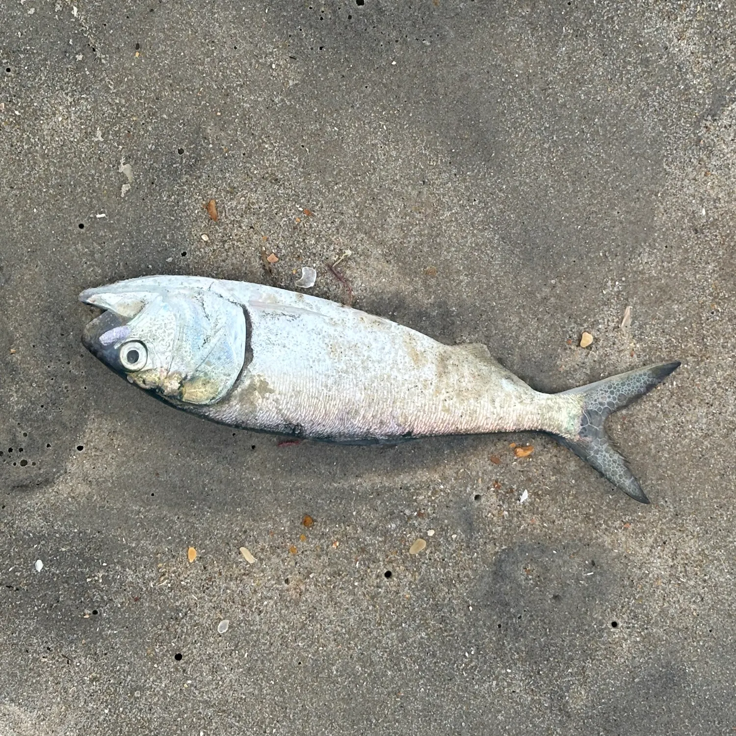 The most recent Finescale menhaden catches on Fishbrain