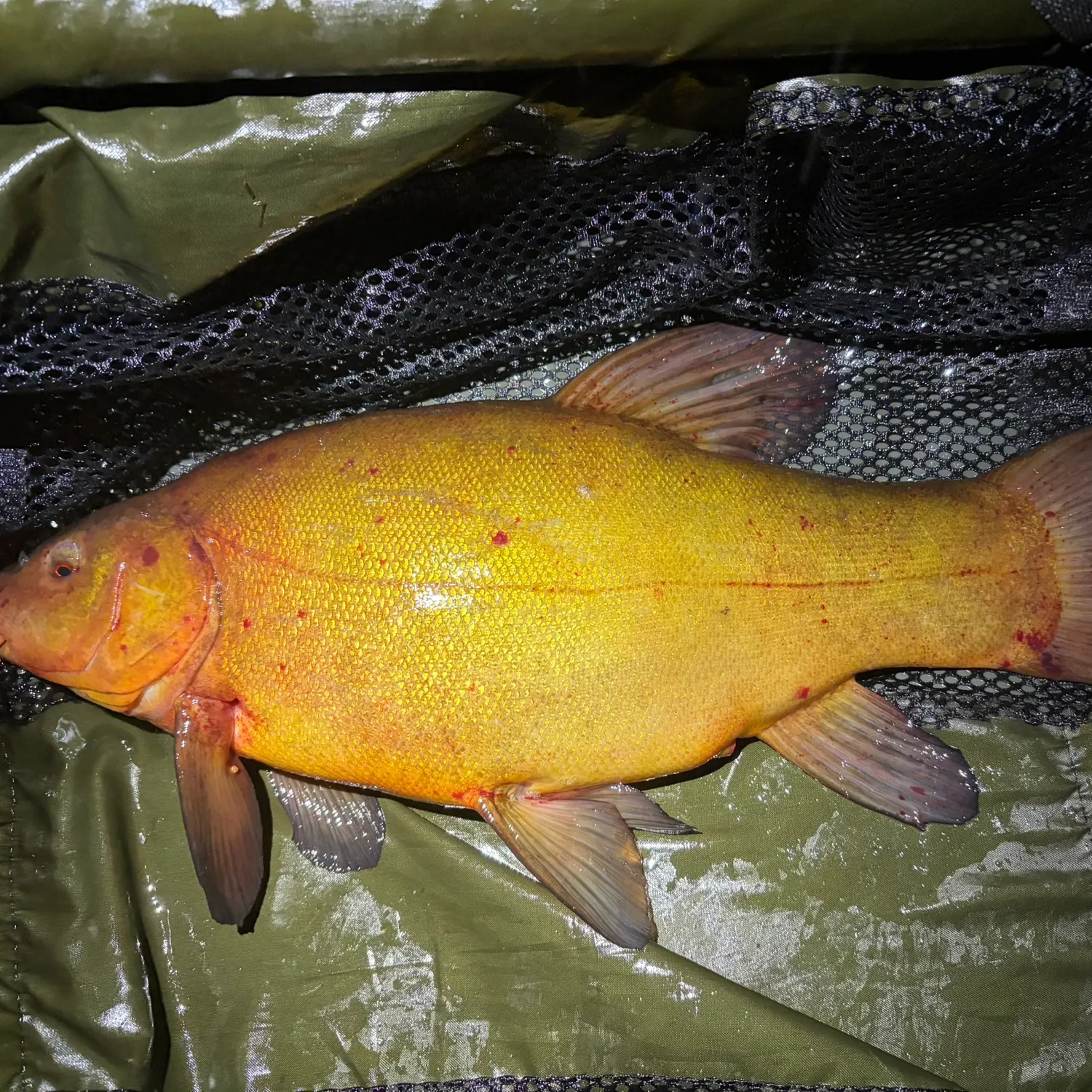 The most recent Tench catches on Fishbrain