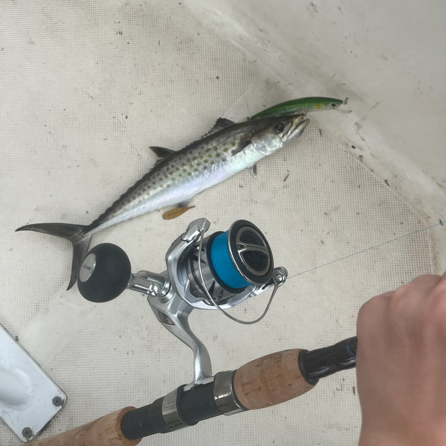 The most recent King mackerel catches on Fishbrain