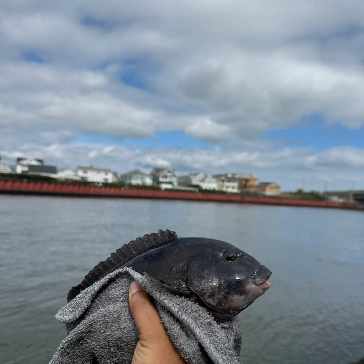 Tautog caught on Fishbrain