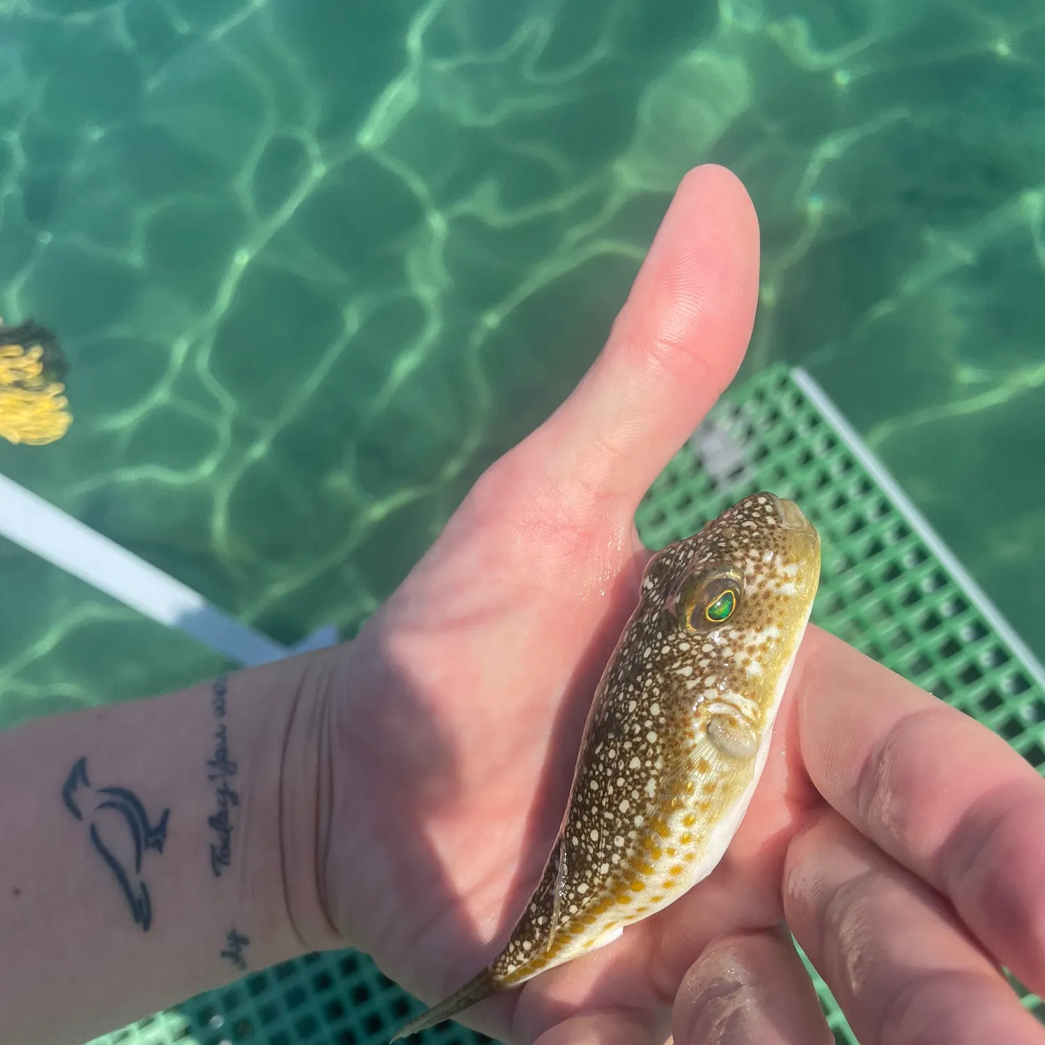 The most recent Yellowspotted puffer catches on Fishbrain