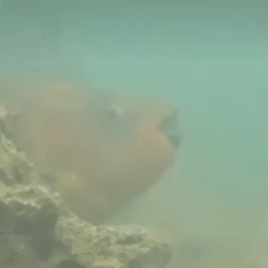 The most recent Rainbow parrotfish catches on Fishbrain