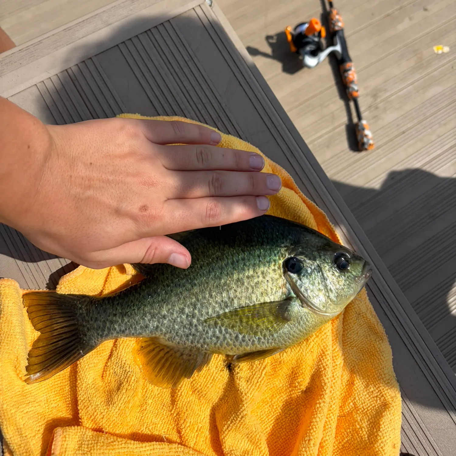 Bluegill caught on Fishbrain