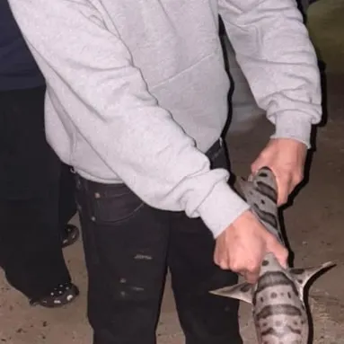 The most recent Leopard shark catches on Fishbrain