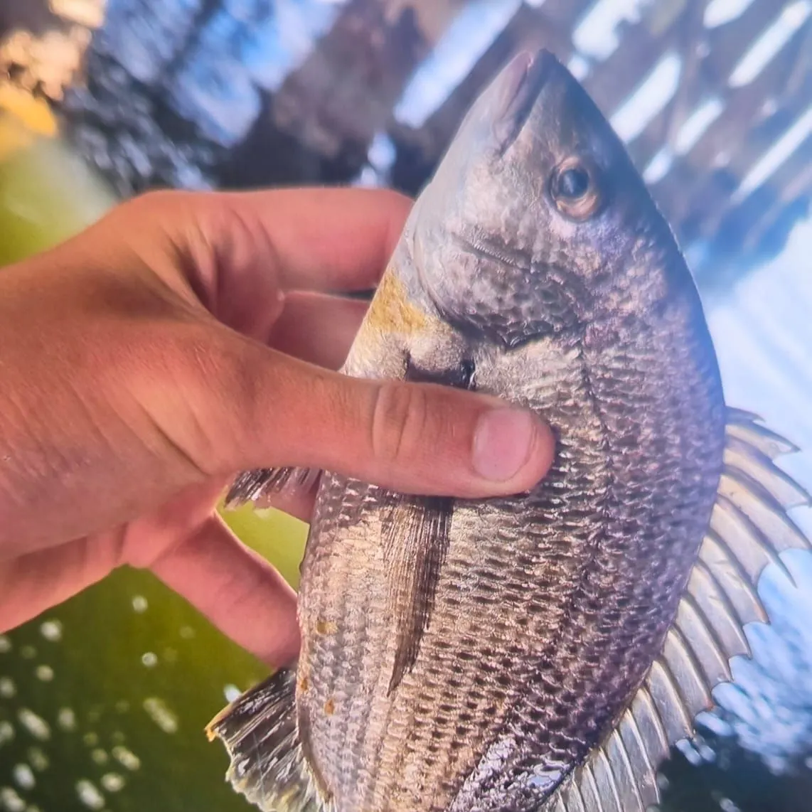 The most recent Southern black bream catches on Fishbrain