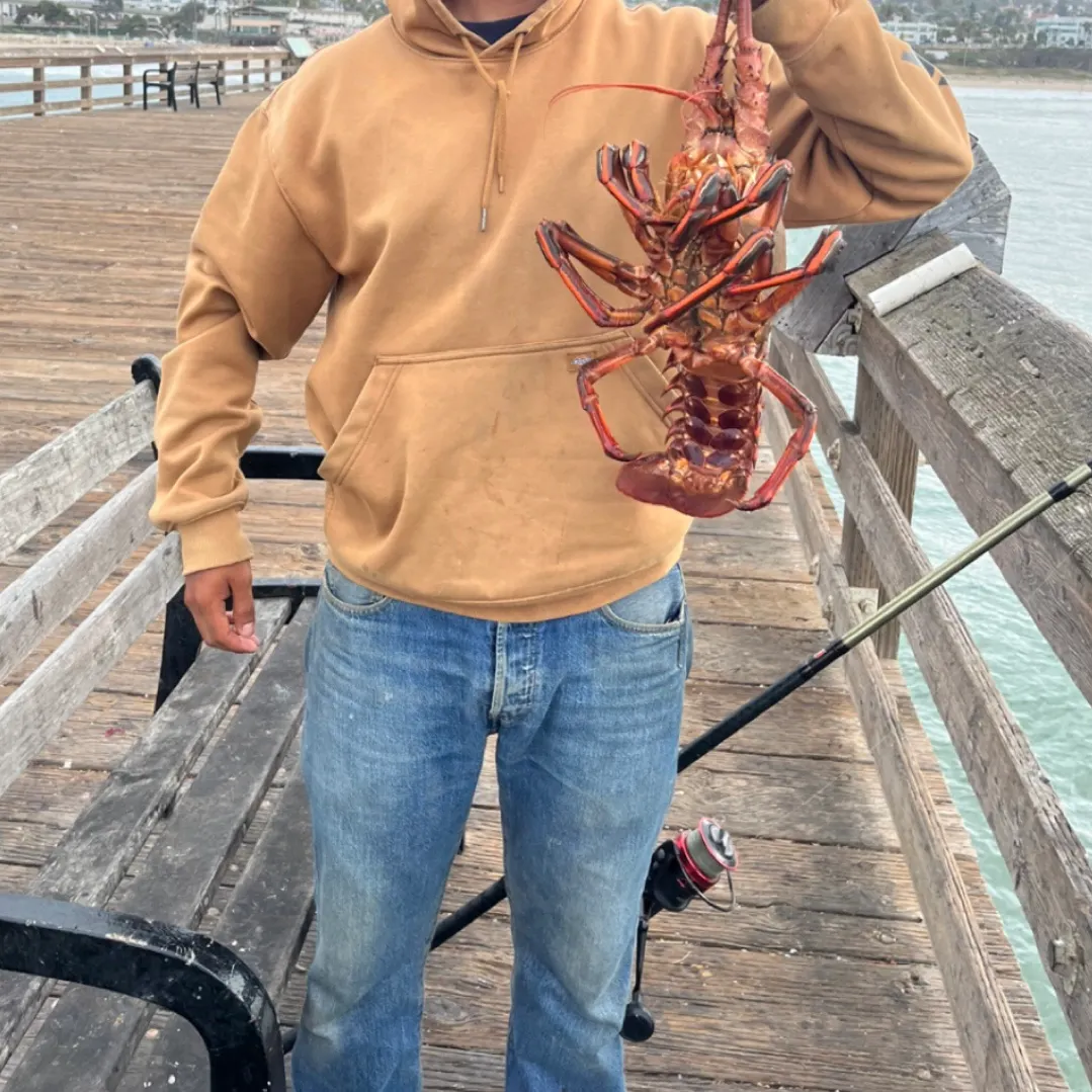 The most recent California spiny lobster catches on Fishbrain