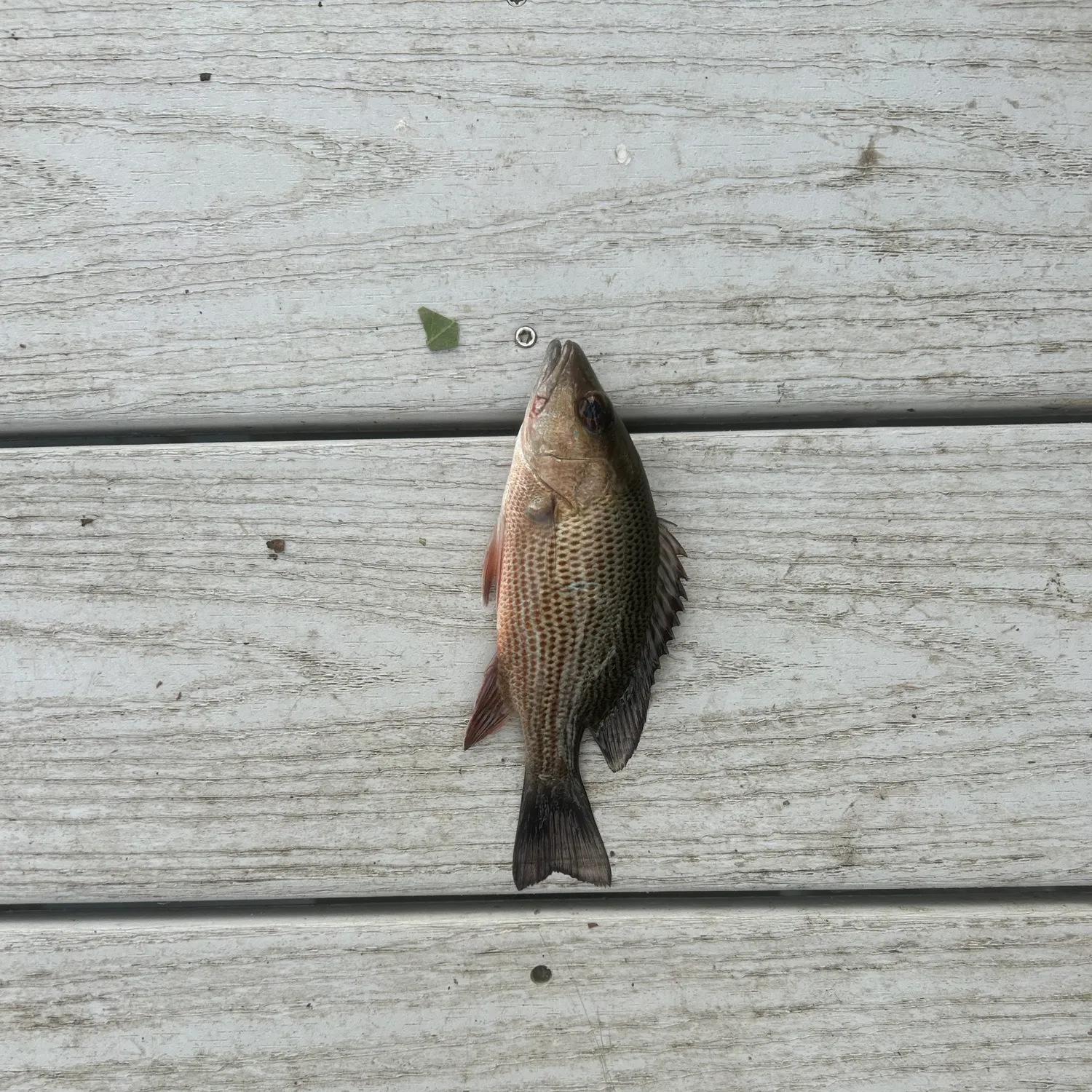 The most recent Mangrove snapper catches on Fishbrain