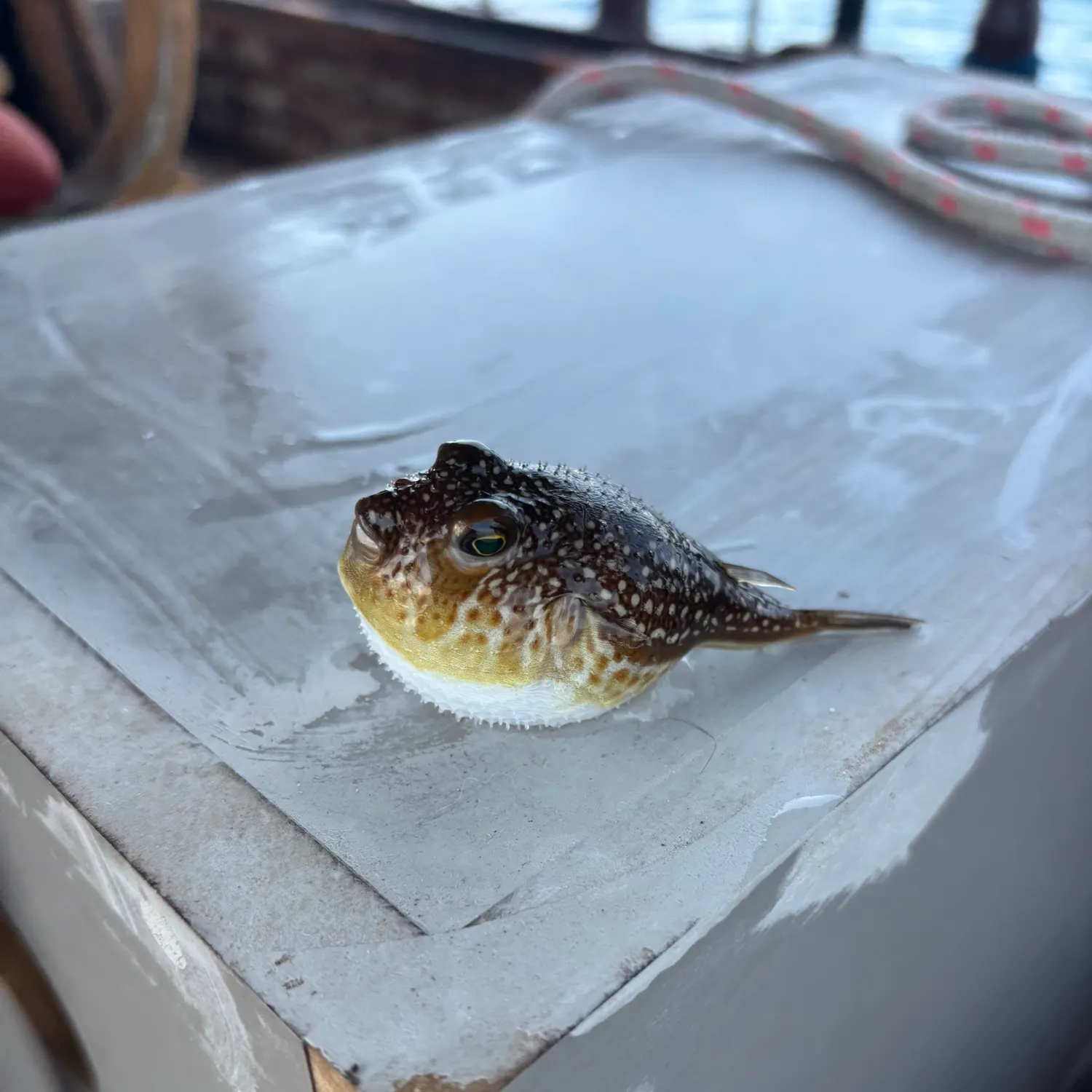 The most recent Northern puffer catches on Fishbrain