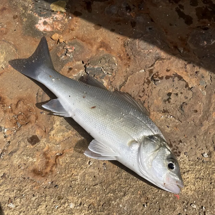 European seabass caught on Fishbrain