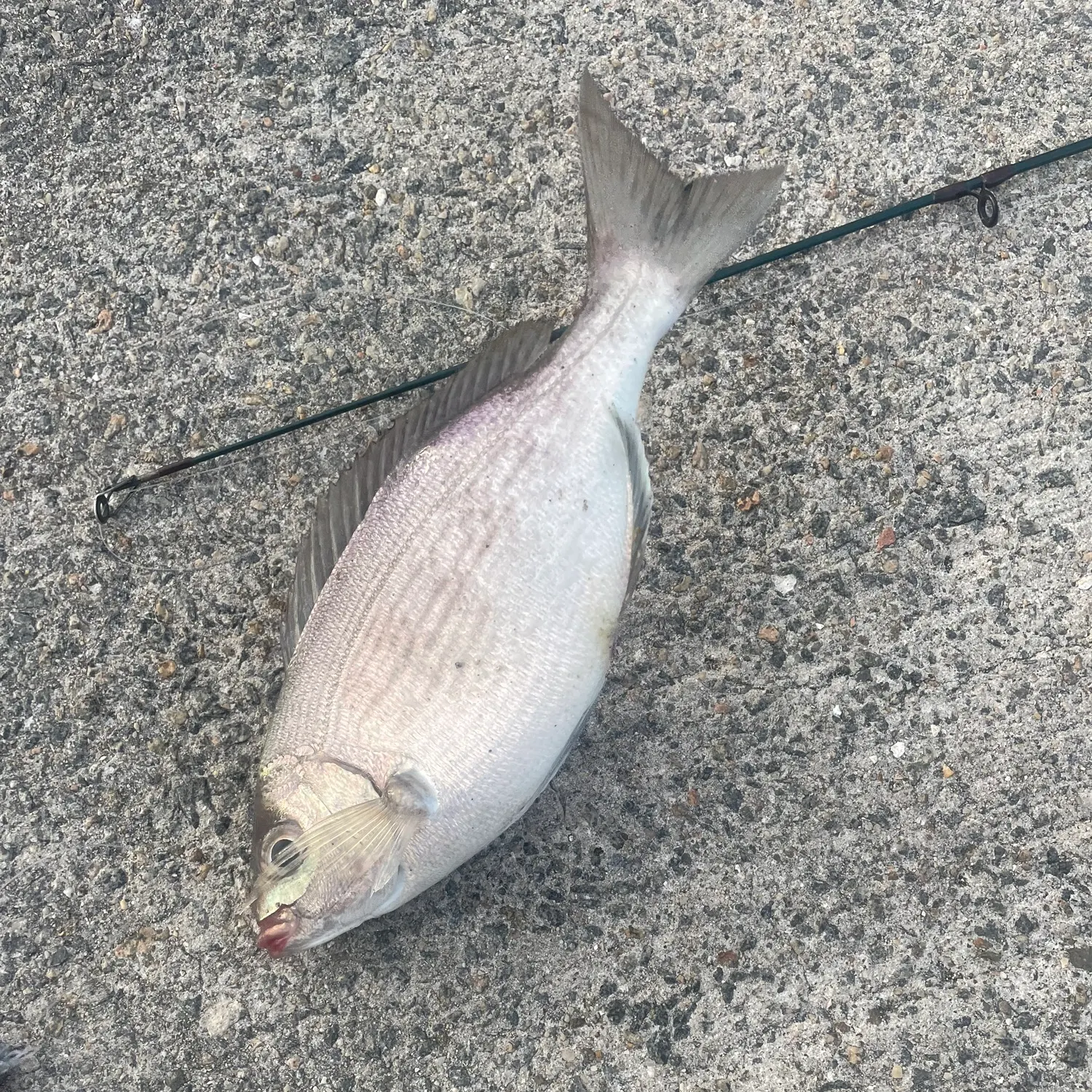 The most recent Black seabream catches on Fishbrain