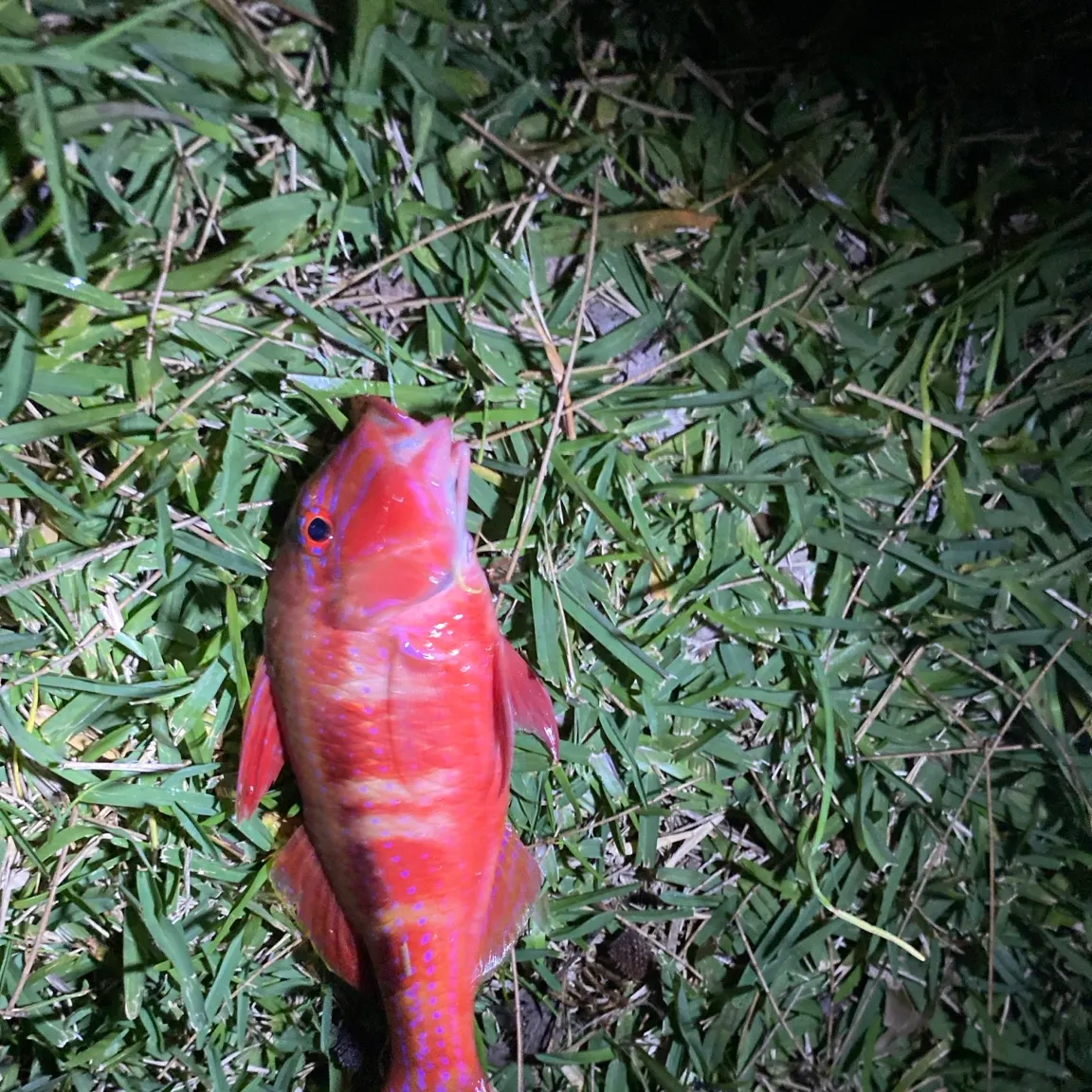 The most recent Whitesaddle goatfish catches on Fishbrain