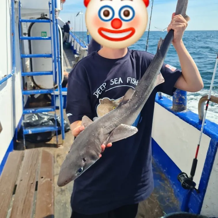 The most recent Piked dogfish catches on Fishbrain