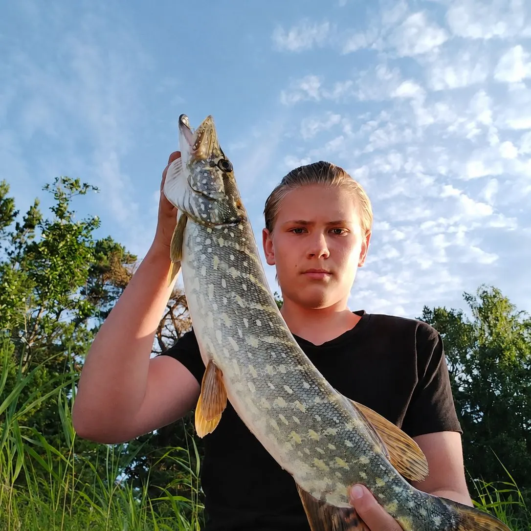Northern pike caught on Fishbrain